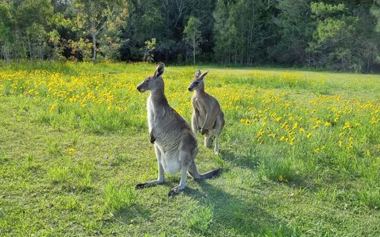 Kangaroos: Best Places to Spot Them