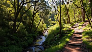 Ultimate Guide to Camping & Hiking at Dharawal
