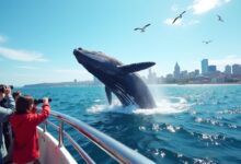 Whale Watching in Sydney